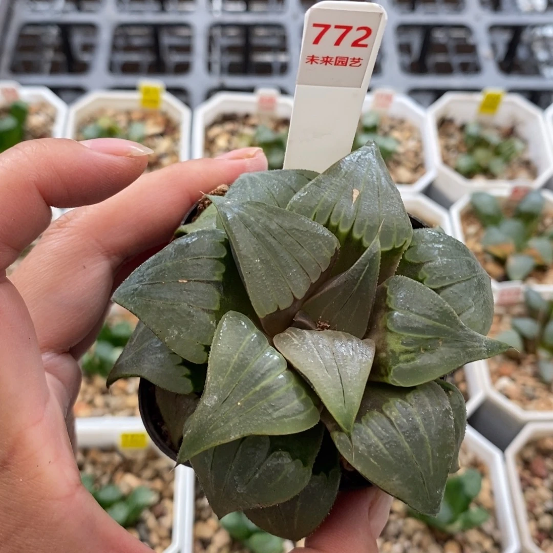 772眉凤寿一物一图