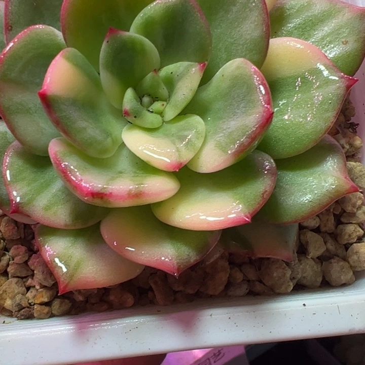 三文鱼锦多肉植头肉