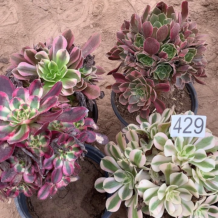 无花朵429四颗多肉植物组合