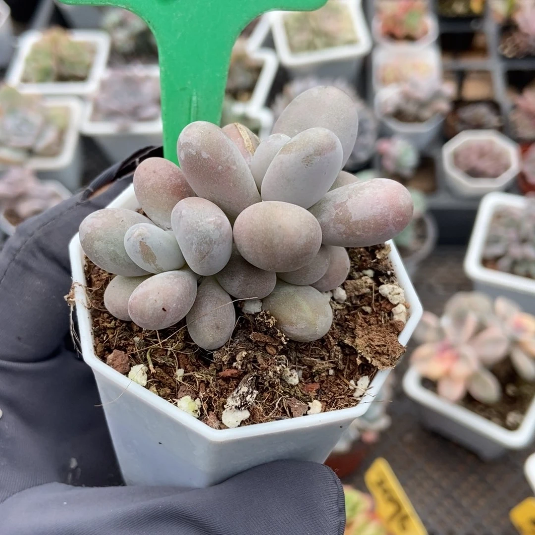 6奶酪多肉植物多肉植物