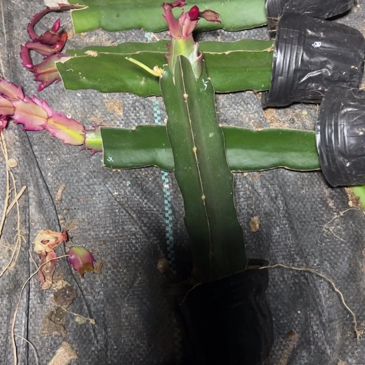 桑吉塔嫁接小破苗一颗无售后5号