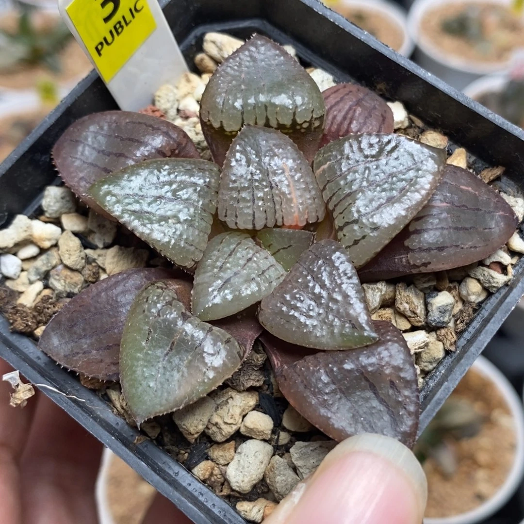 3亲脂姬锦一物一拍