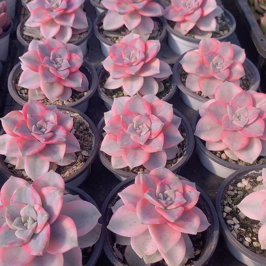 紫乐锦23467899000000