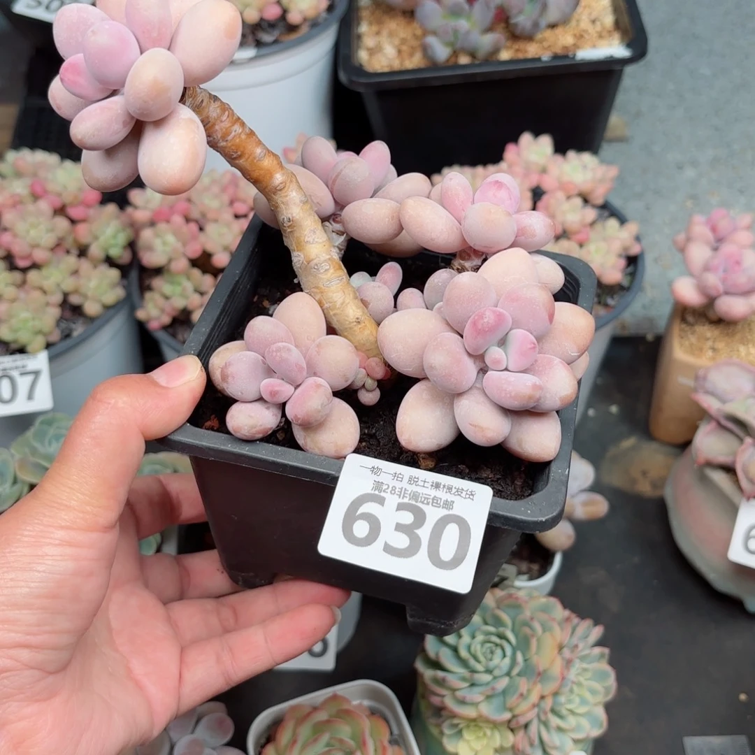 大桃蛋老桩无盆土发货