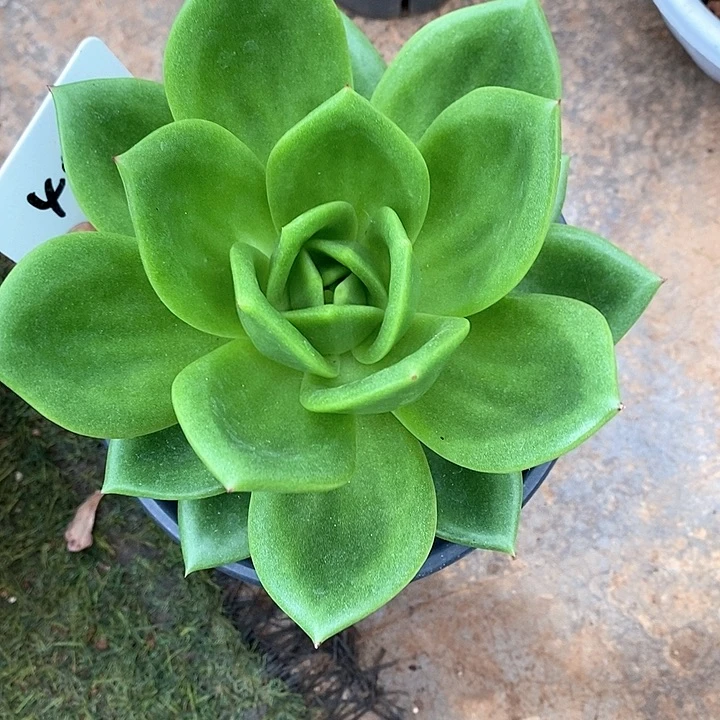 409-直播福利翠花