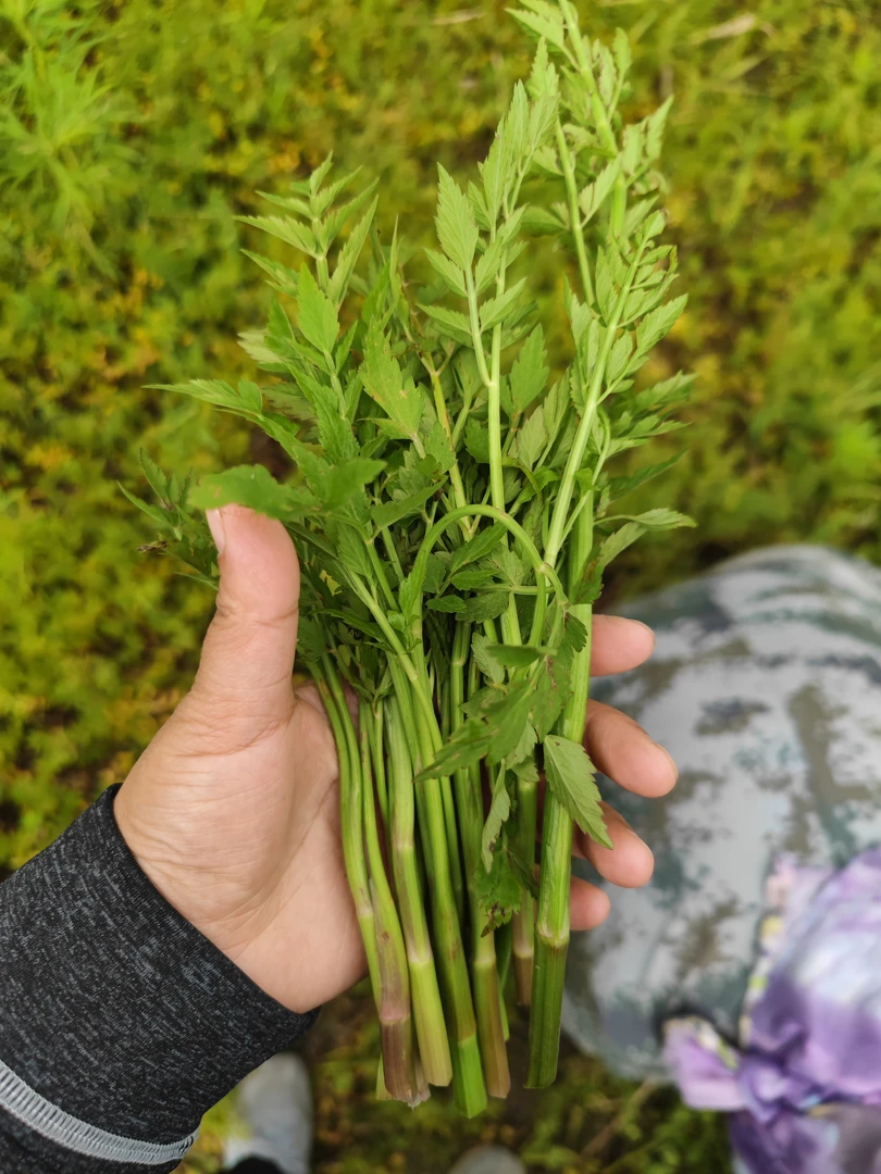 东北水芹菜 小叶芹