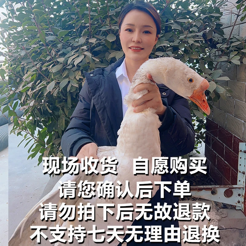 A2【鹅2至3年提前称重】自愿购买 河南农村土特产