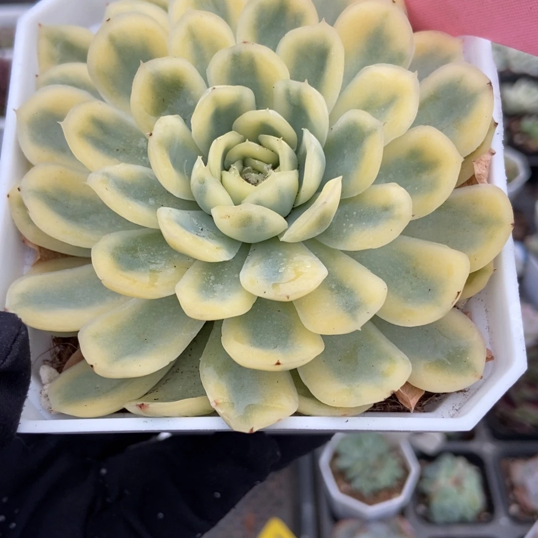 323多肉植物多肉葡萄