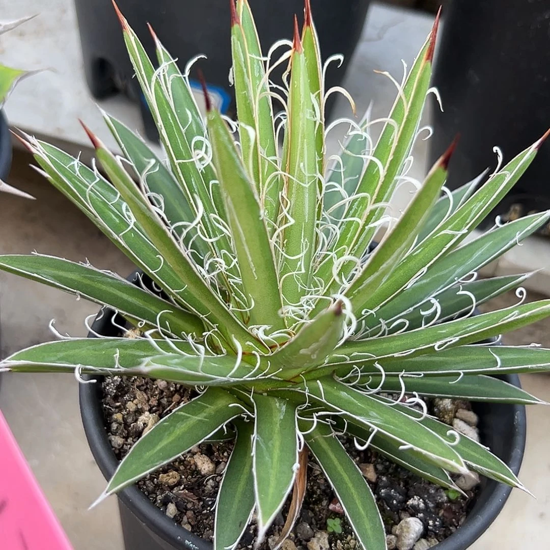 泷之白丝一物一拍偏远不包邮不退不换