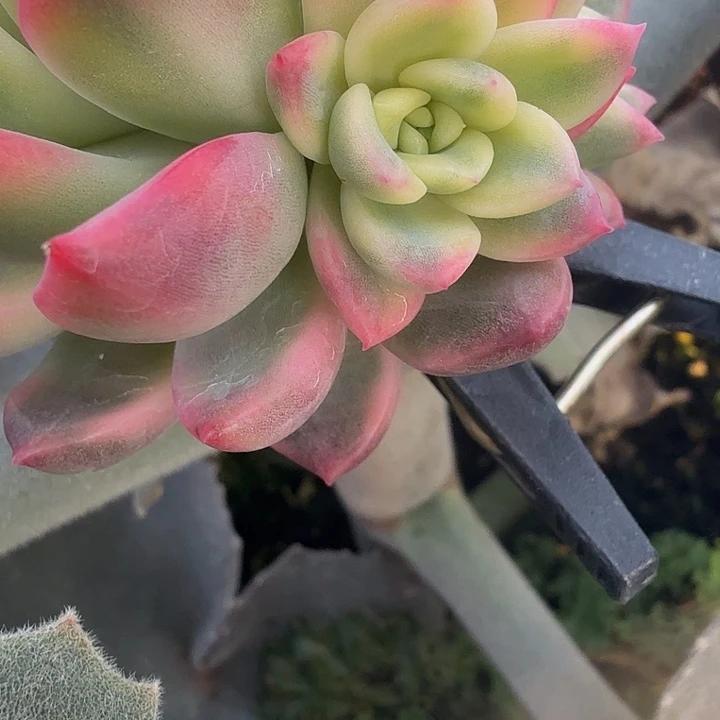 红狐锦多肉锦植物