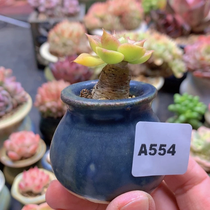 一物一拍含盆土满38包邮A554