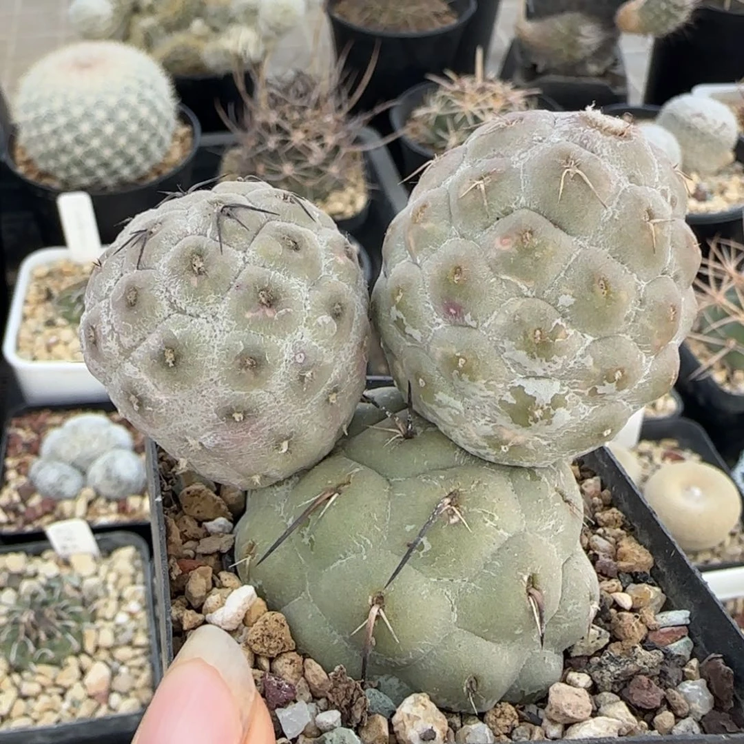 020自根米奇习志野多肉