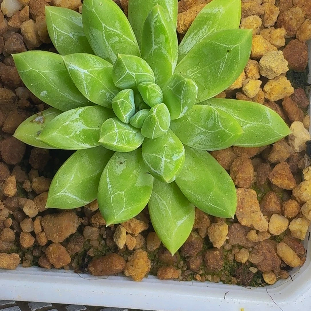 水晶萝莉 一物一拍