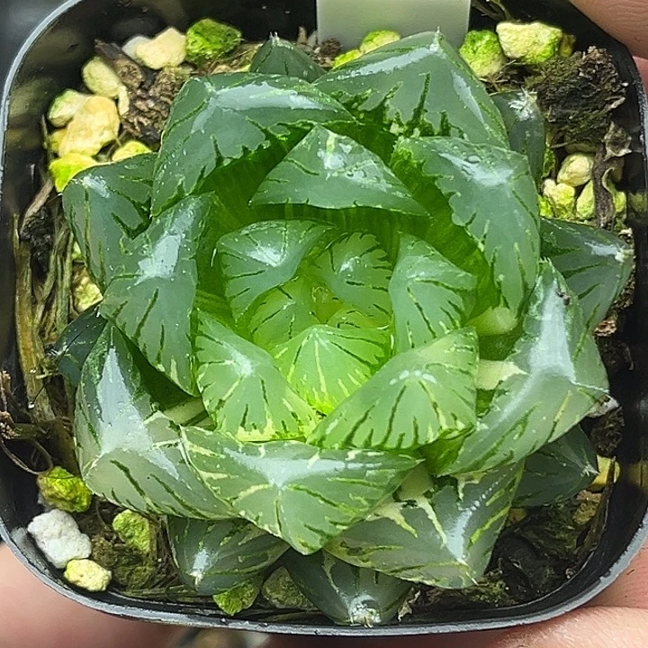 100大窗龙鳞玉露锦头家多肉十二卷