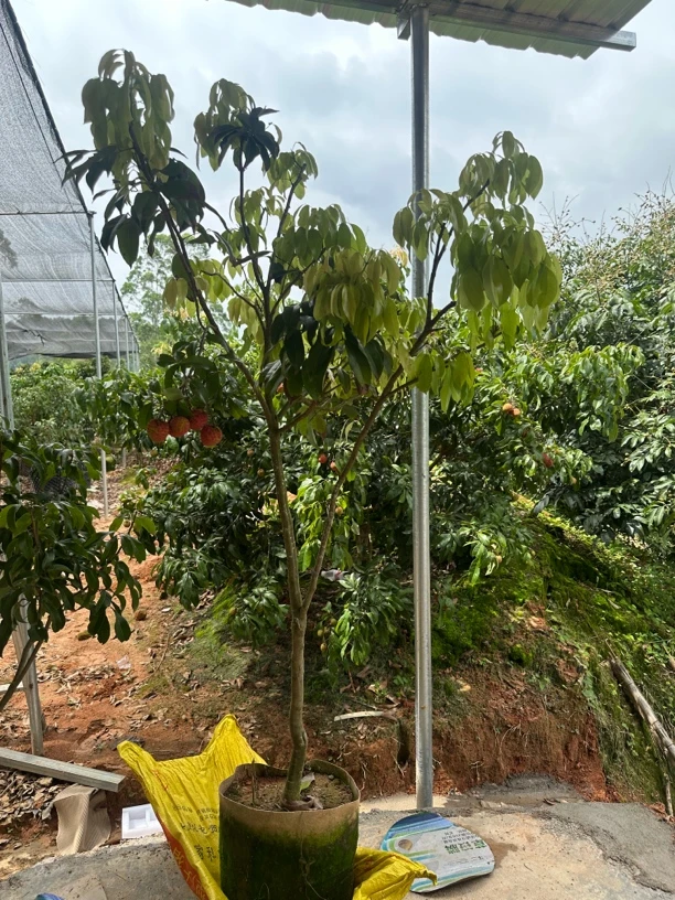 正宗仙进奉树苗顺丰包邮适合花园庭院盆栽地栽