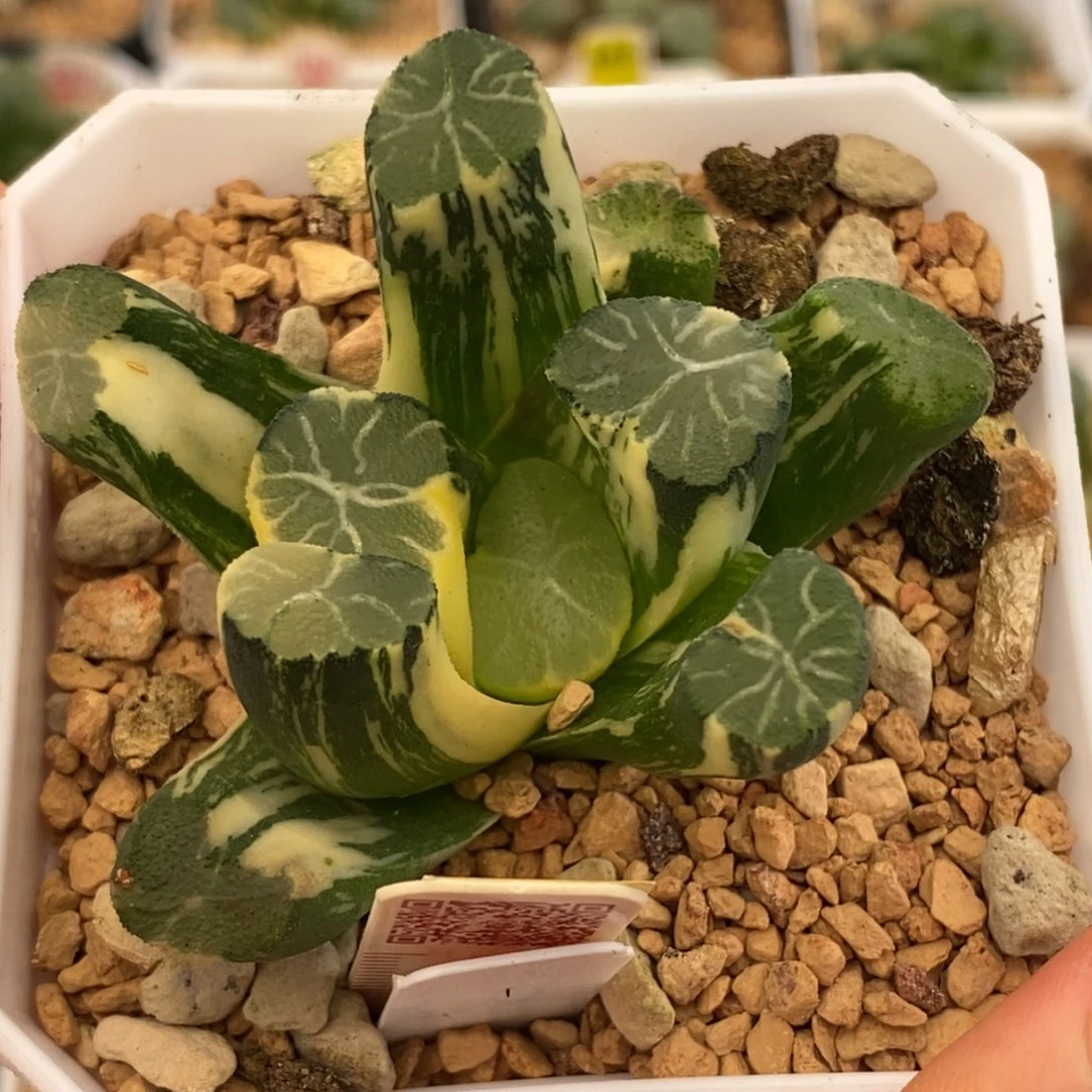 426白庙万象多肉植物