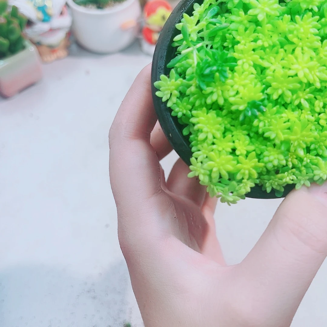 黄金万草多肉植物