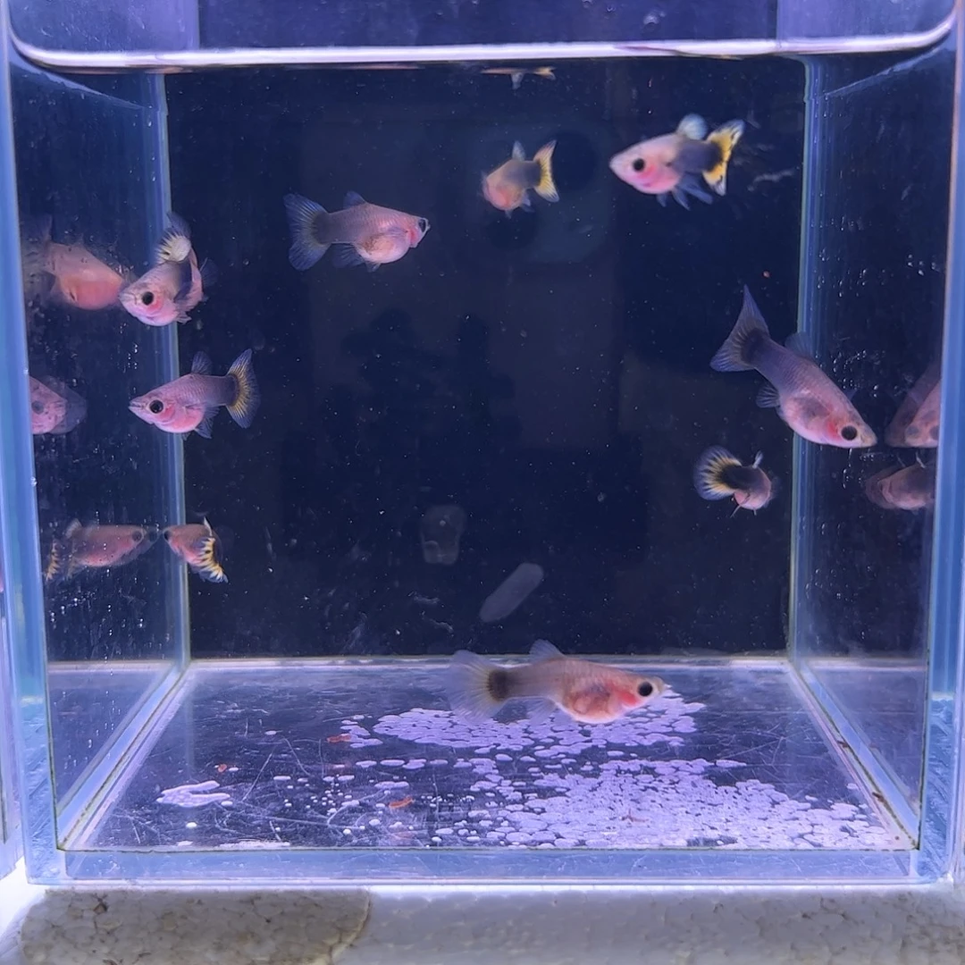 卷***1孔雀鱼金葵花5对玻璃猫
