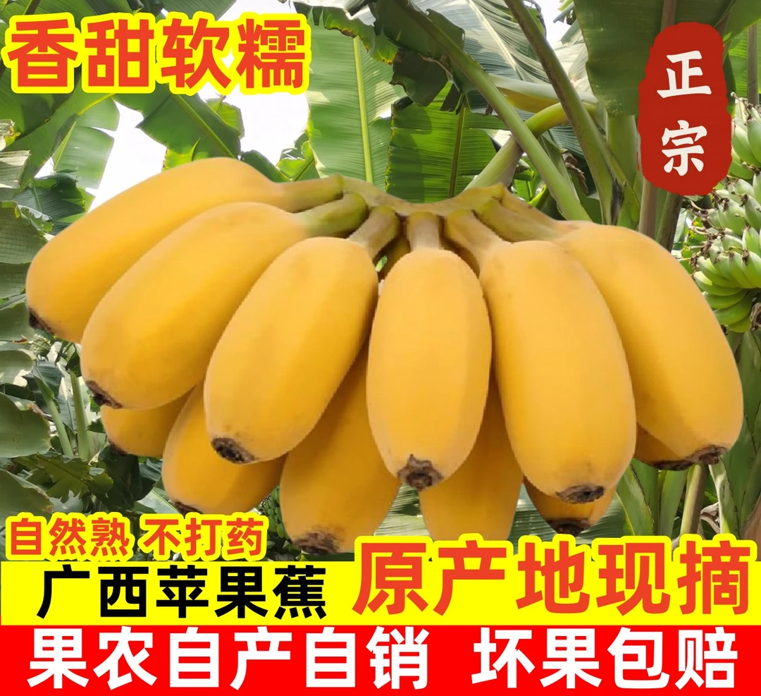 正宗苹果蕉大果新鲜水果自然熟广西香蕉奶蕉小米芭蕉