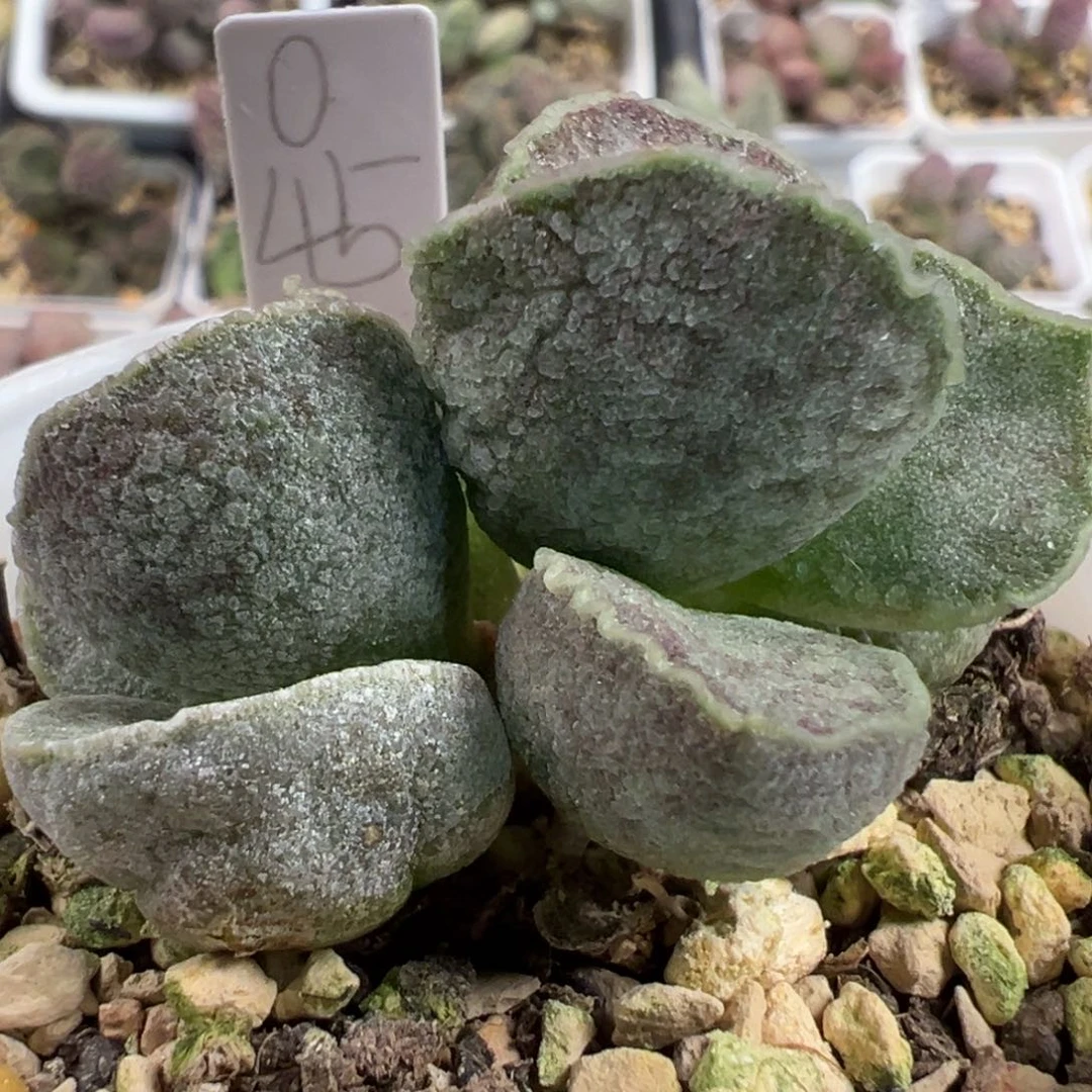 实生新品多头纯木质桩多肉植物