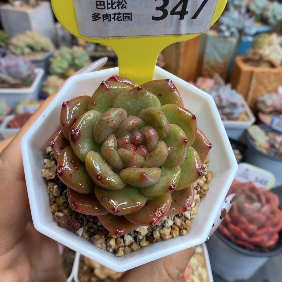 347溏心多肉植物一物一拍