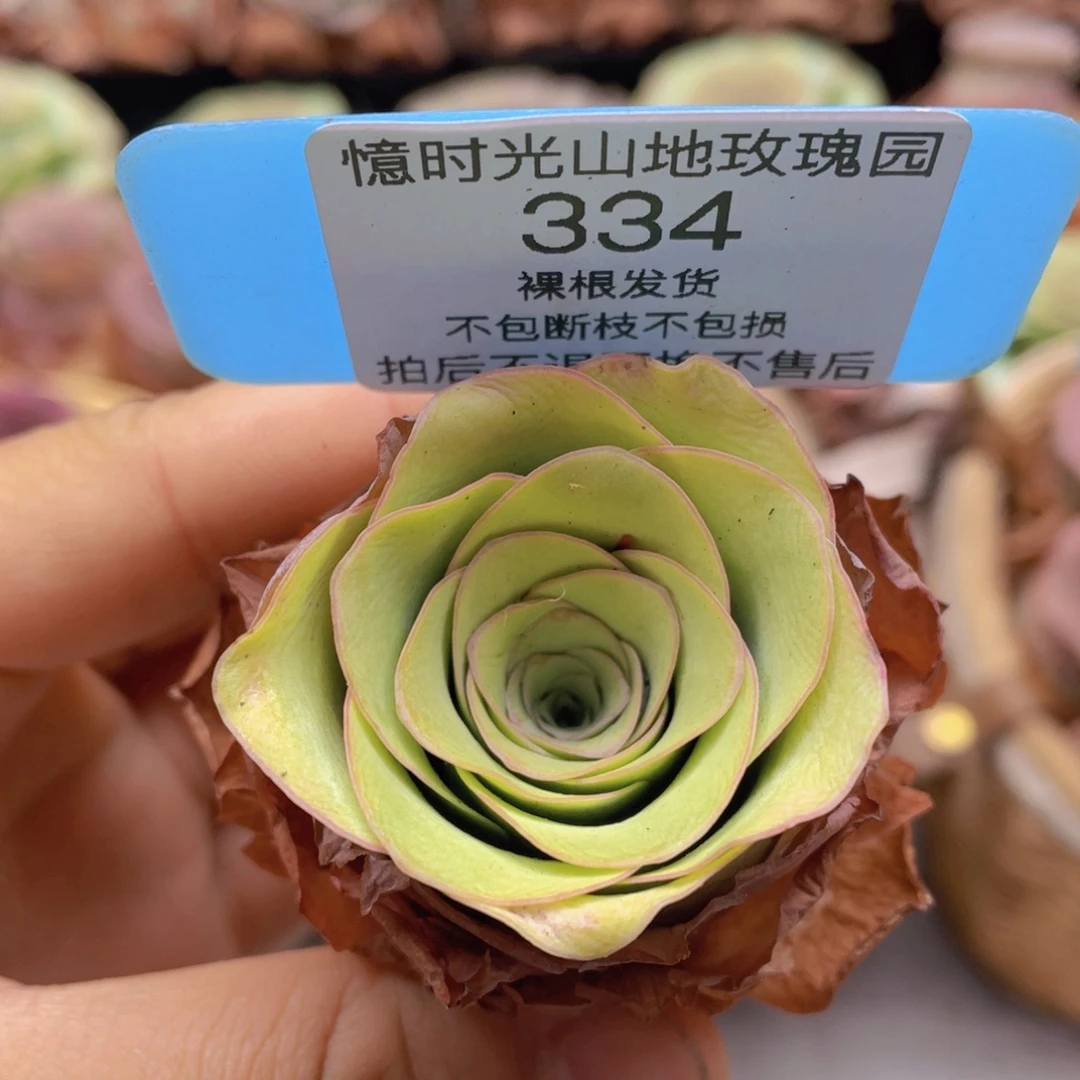 山地玫瑰334裸根发货不售后