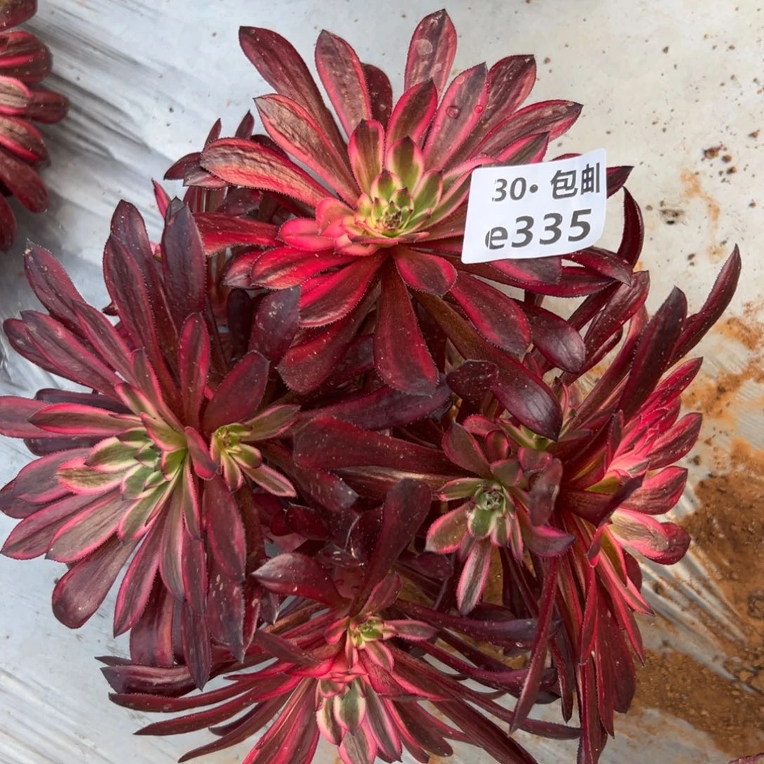 335黑铜白 多肉法师