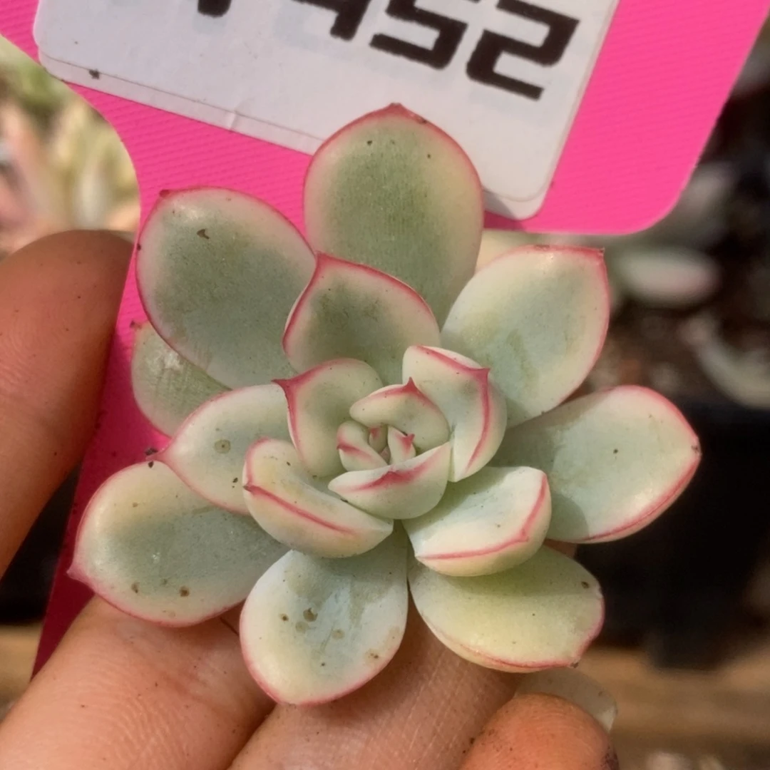 452荷花锦锦锦锦锦锦锦