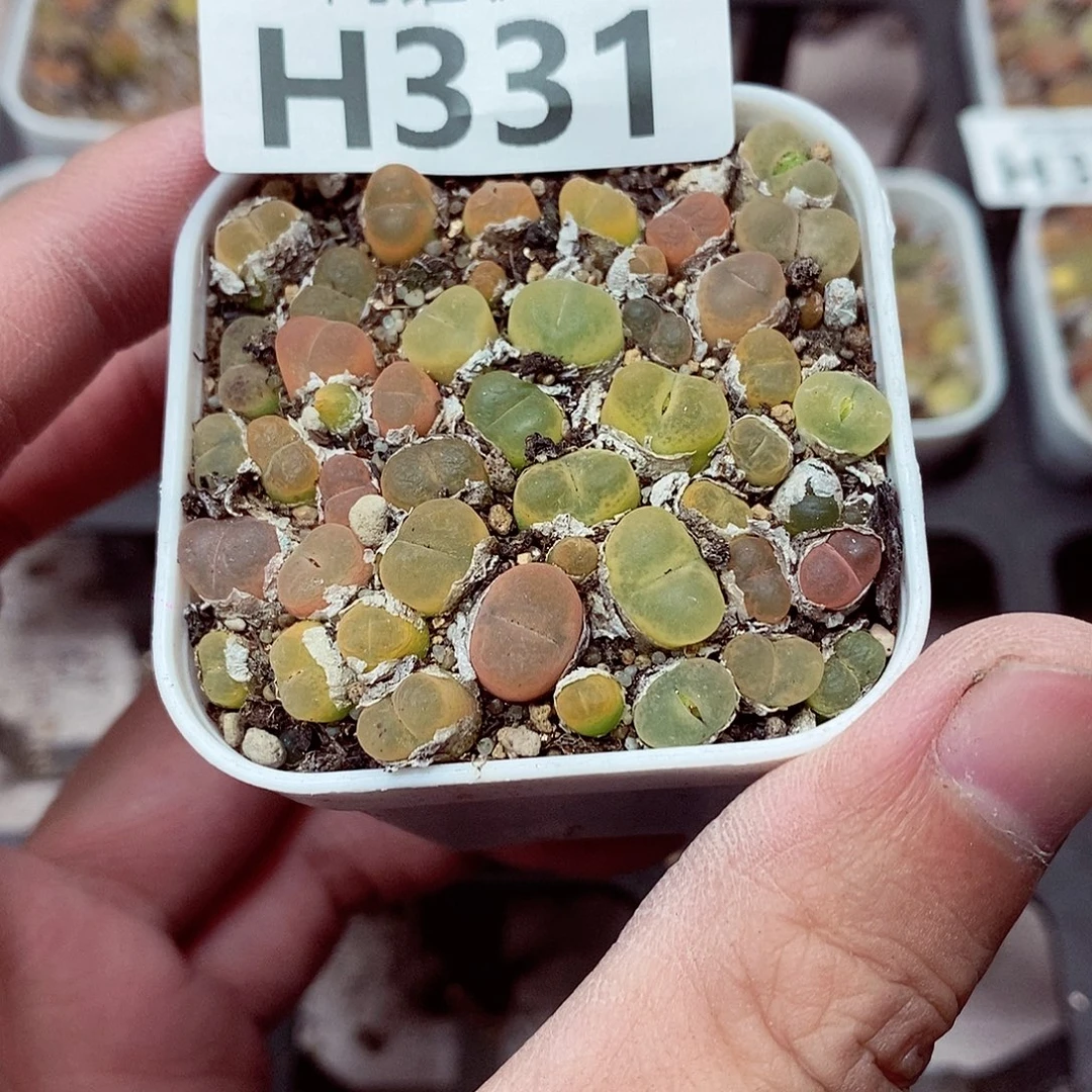 小***鱼331呃呃呃呃呃呃呃呃呃呃呃