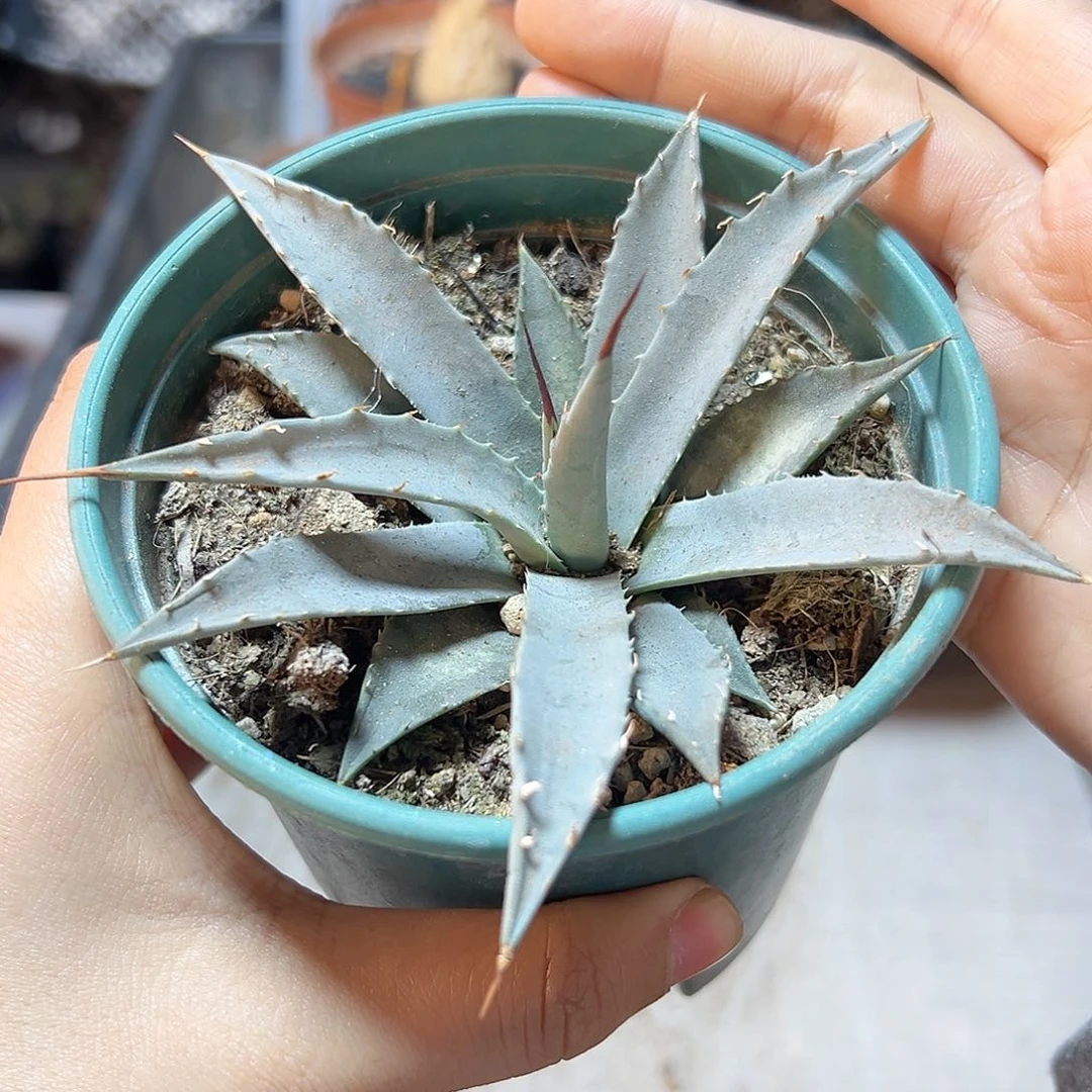 实生内华达曲刺妖炎10公分