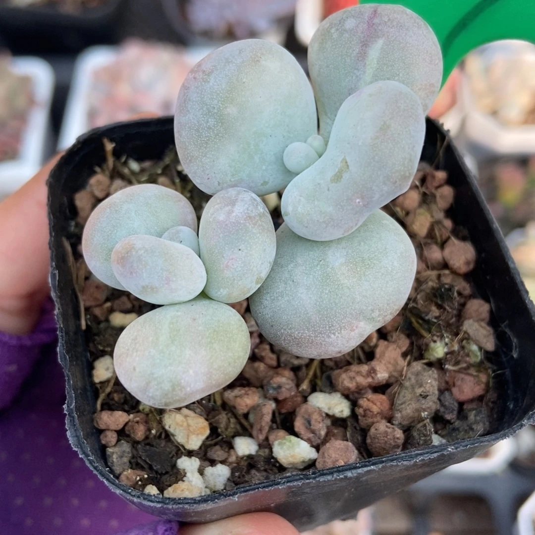 999油煎多肉植物多肉