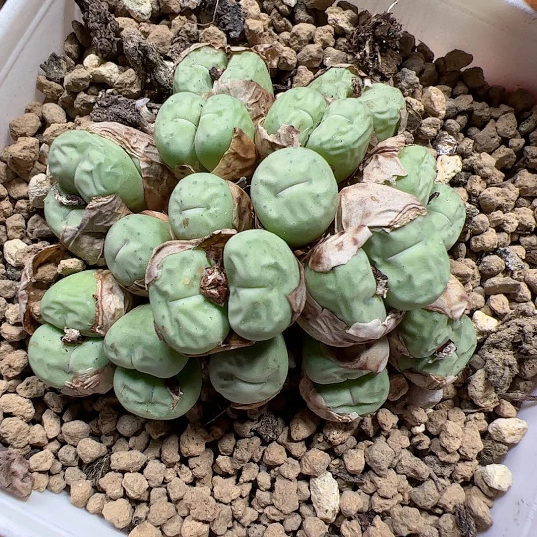 【闪购商品】283 紫脸