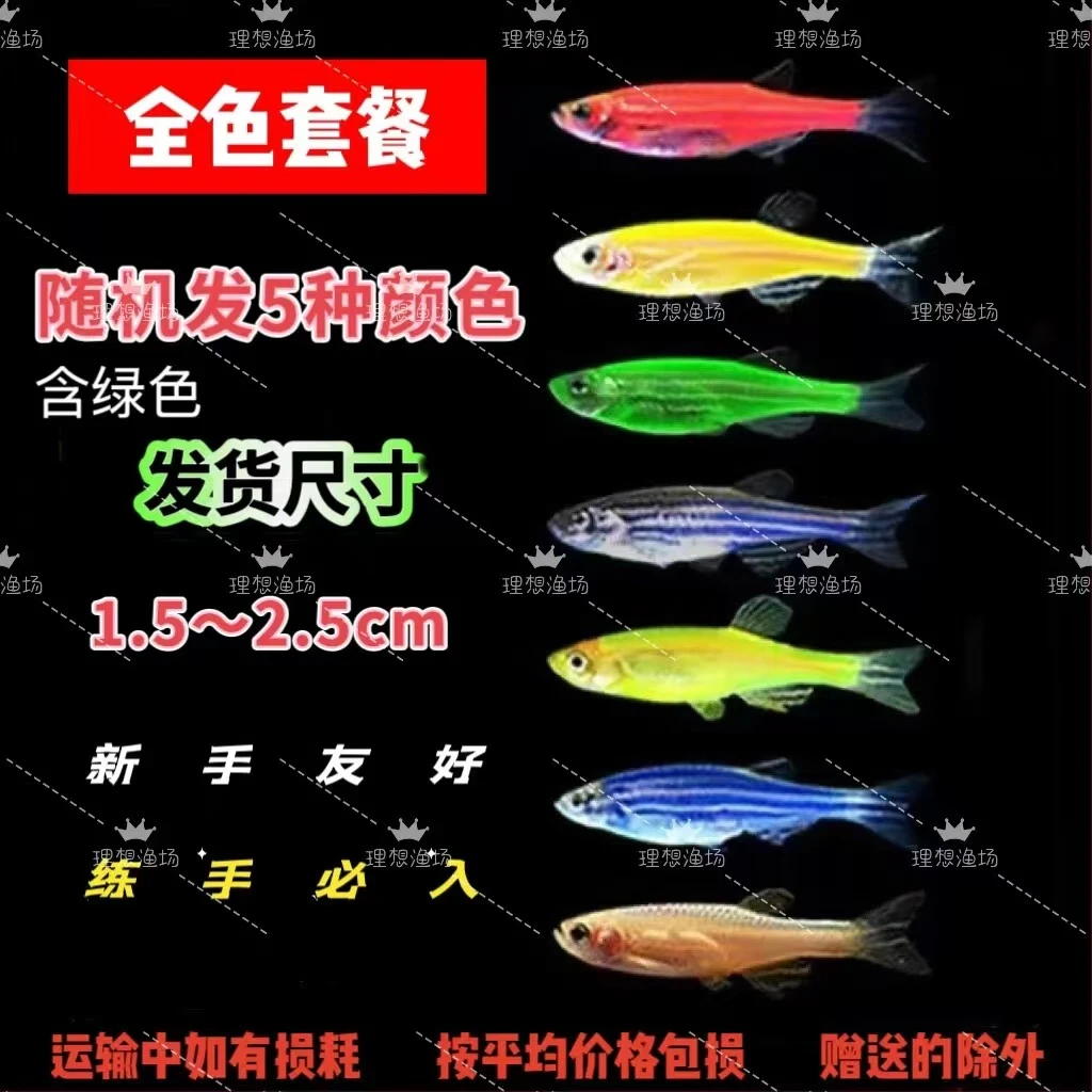 七彩斑马鱼小型热带淡水观赏鱼新手好养耐活