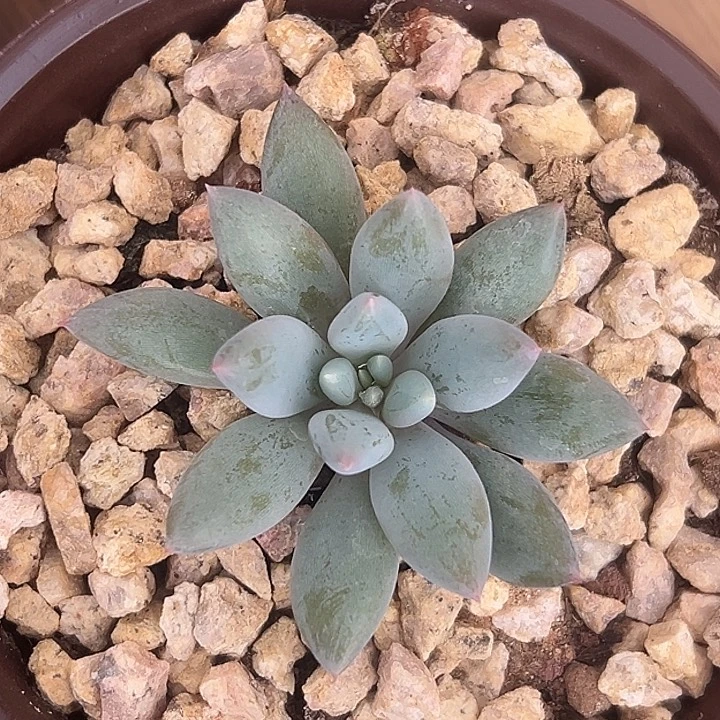 人鱼公主美人特价多肉