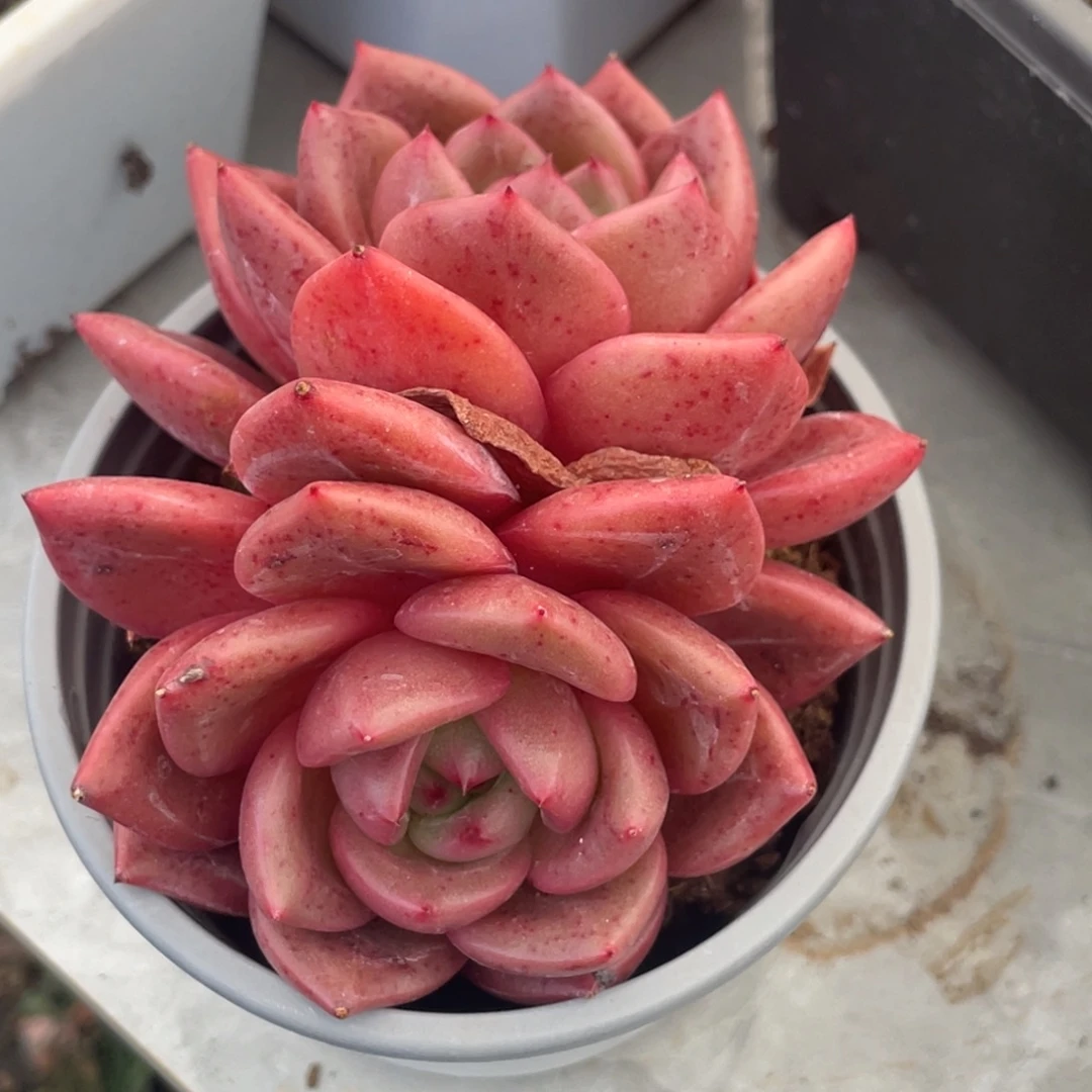 香槟双头满35包邮