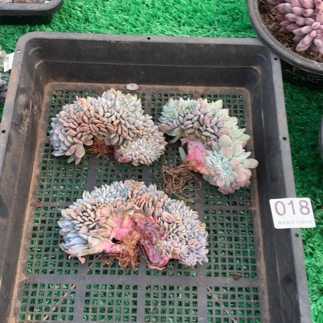 018橙子缀多肉植物组合