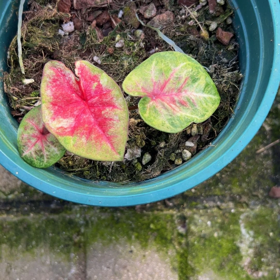 用***9完全开放9466泰彩