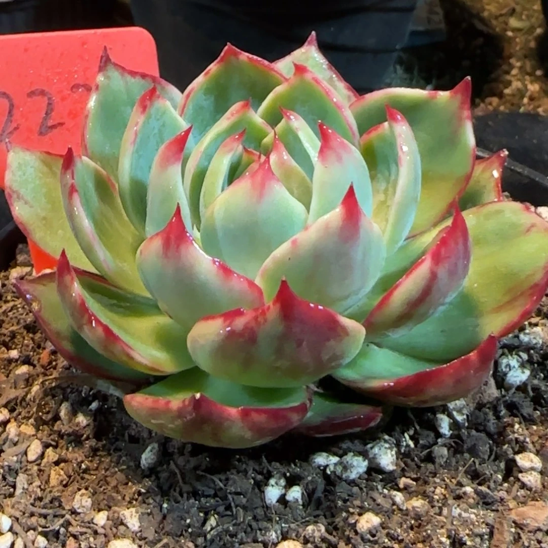 惊鸿一物一拍包装收缩花旱2221