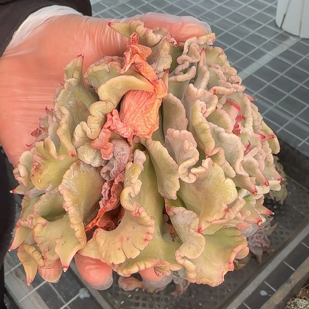 从前慢花园精选饺子皮