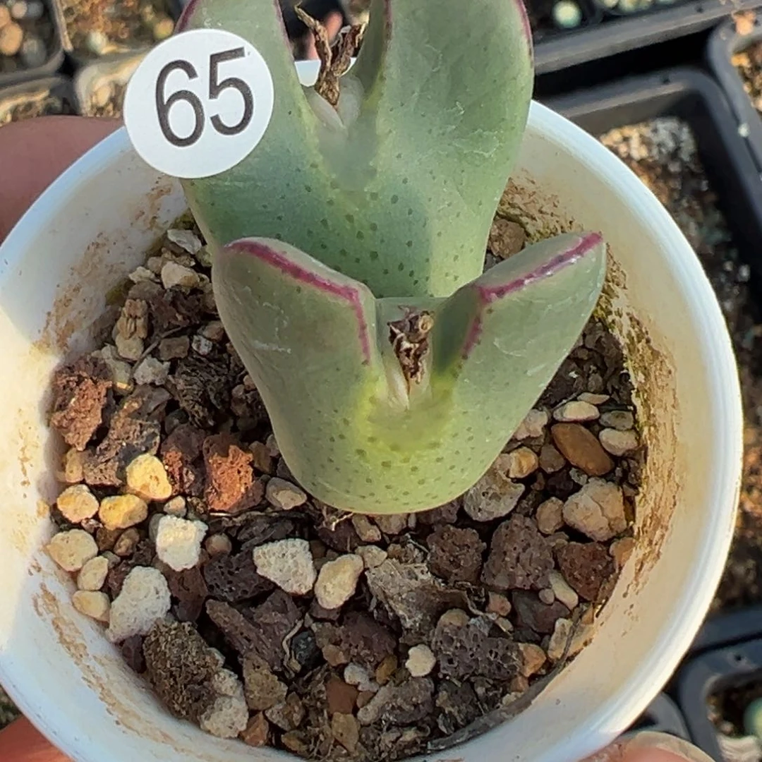 多肉植物111111111111