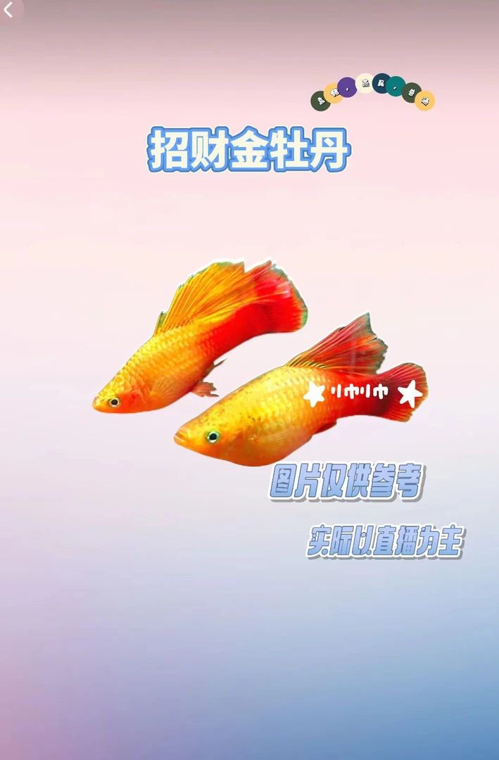 【精品牡丹鱼】这个鱼不给挑 里面有燕尾的 高旗燕尾的 也有普通的