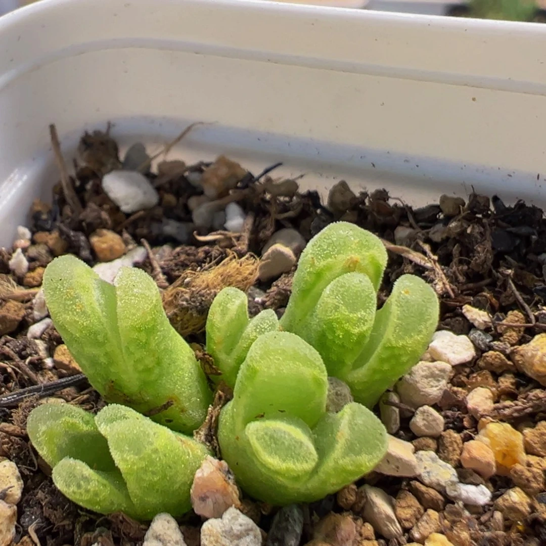 25多肉植物百科植物
