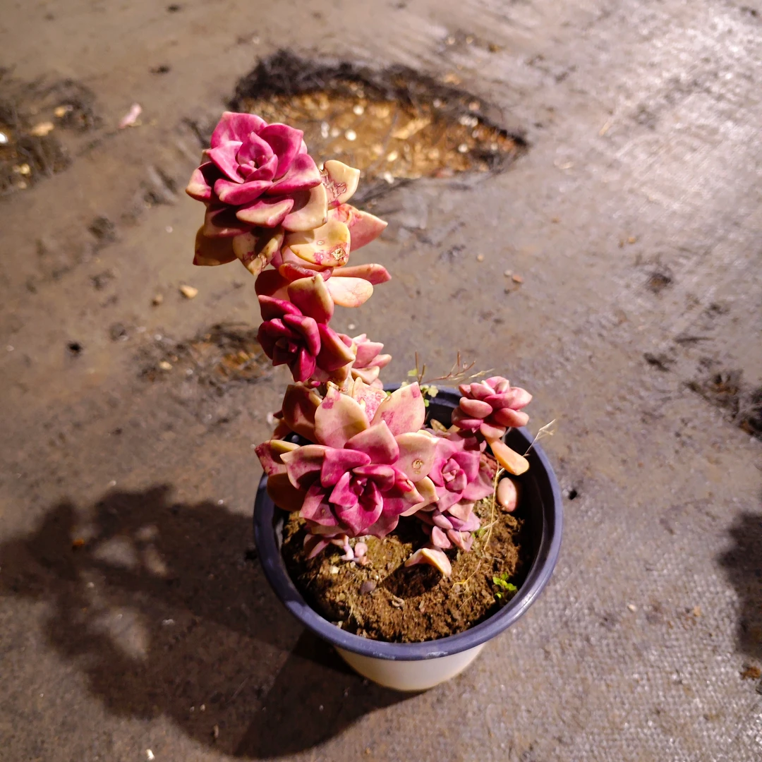 鹅肝160#LZ 雪山多肉植物好新手闭眼阳台庭院一单包邮