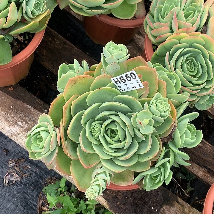 白凤杂翠花 非偏远38包邮 节后发