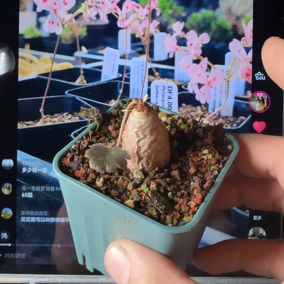 肾叶洋葵一个带盆发带花苞