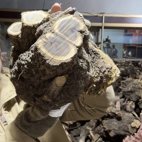 香榧木为**留火琉璃的毛料摆件