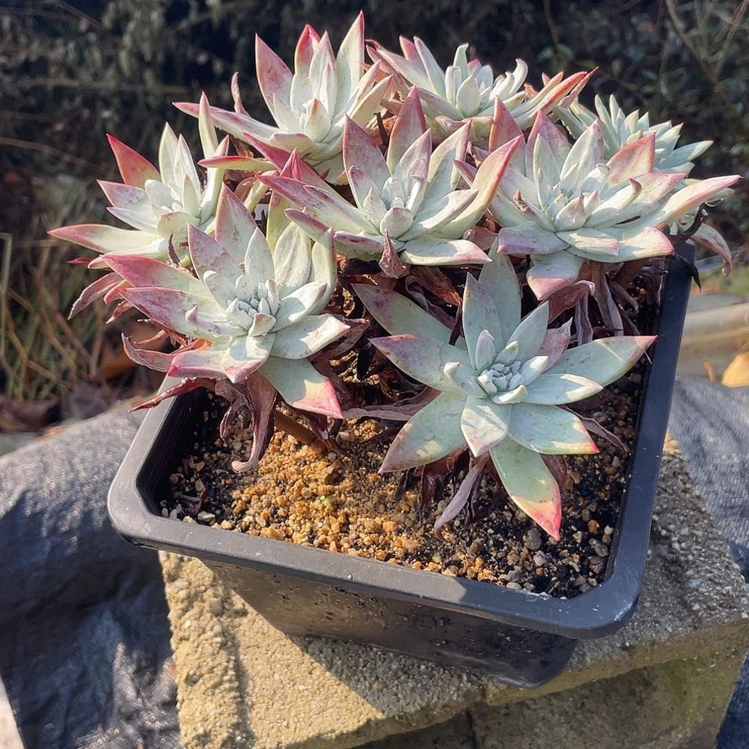 晨溪园艺仙女杯呀