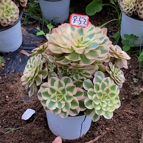 倾城老桩捧花852号