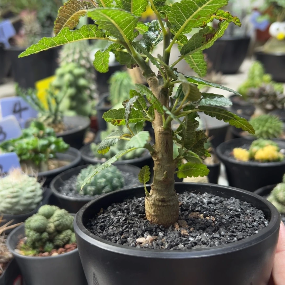 娜娜乳香带盆11111