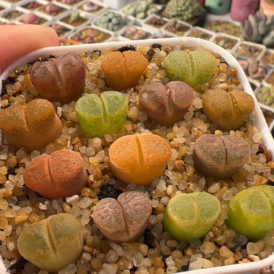 852多肉植物百科